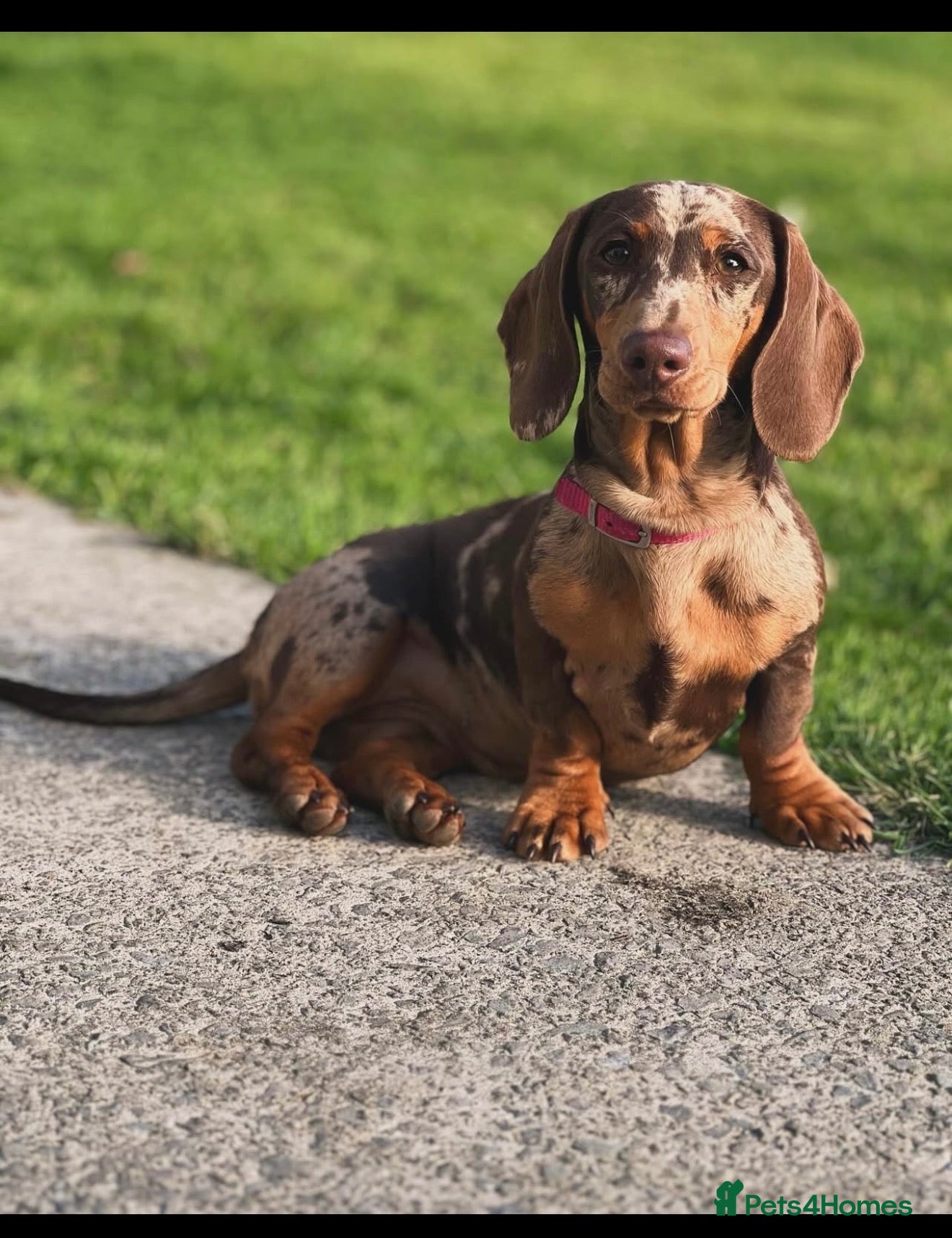 Miniature Dachshund dogs KC Mini Dachshund.  - Advert 2