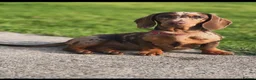 Miniature Dachshund dogs for sale: KC Mini Dachshund.  - Advert 2