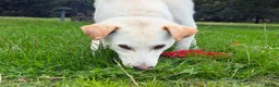 Sheprador dogs for sale: Dino Sweet & Gentle Labrador/German Shepherd Mix - Advert 2