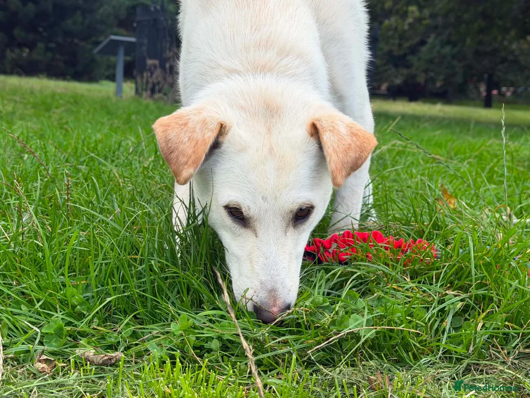 Sheprador dogs for sale: Dino Sweet & Gentle Labrador/German Shepherd Mix - Advert 2