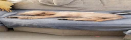 Mixed Breed dogs for sale: Meet Baby girl - Advert 2