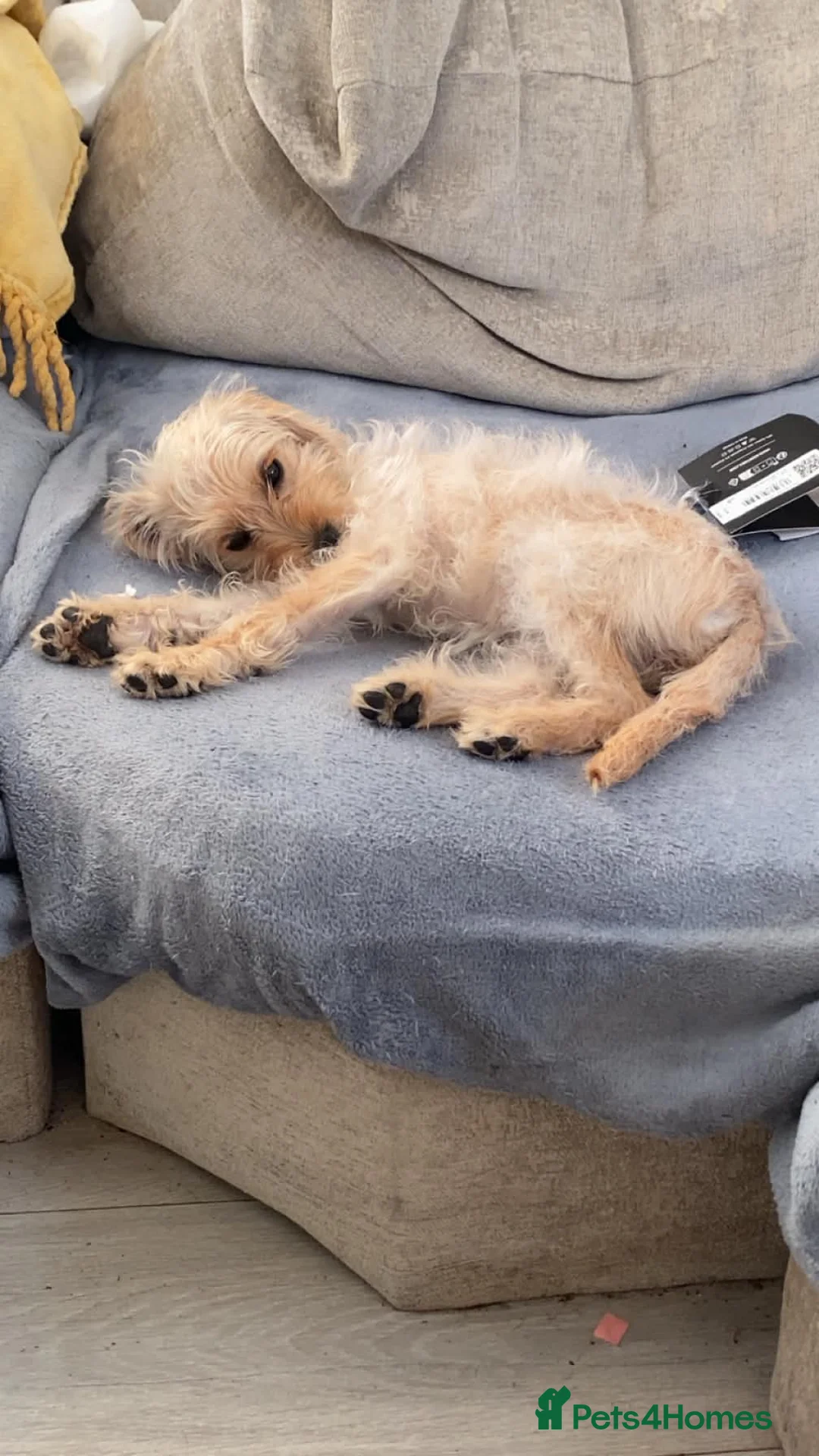 Mixed Breed dogs for sale: Meet Baby girl - Advert 2