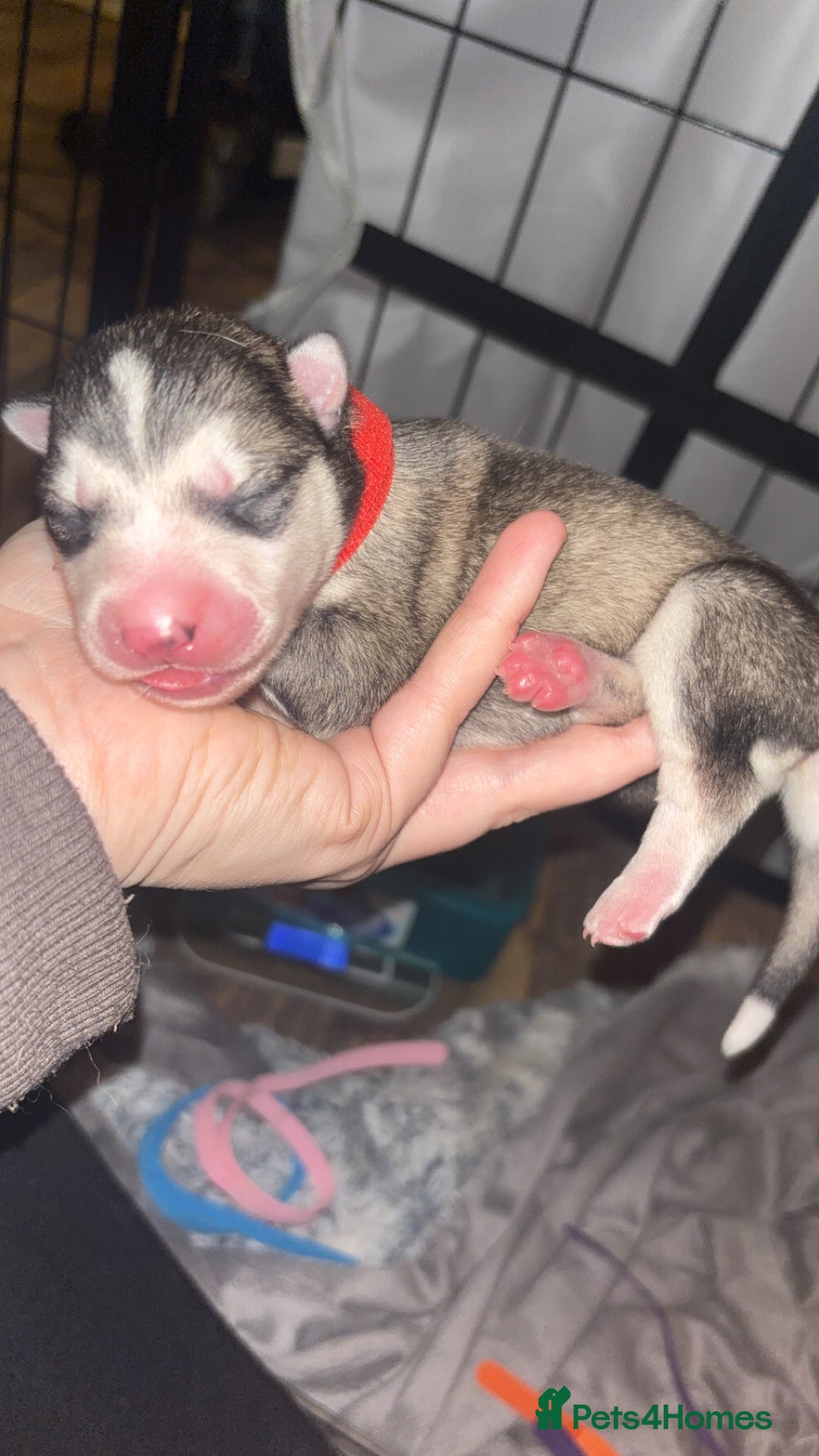 Siberian Husky dogs for sale: 6 Beautiful Siberian Husky’s ❤️ - Advert 5