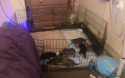 Pug dogs for sale: Pug puppies - Image 15