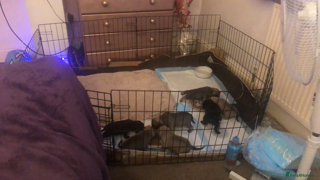 Pug dogs for sale: Pug puppies - Image 15