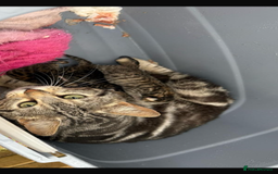 Bengal cats for sale: 3month Bengal x female  - Image 13