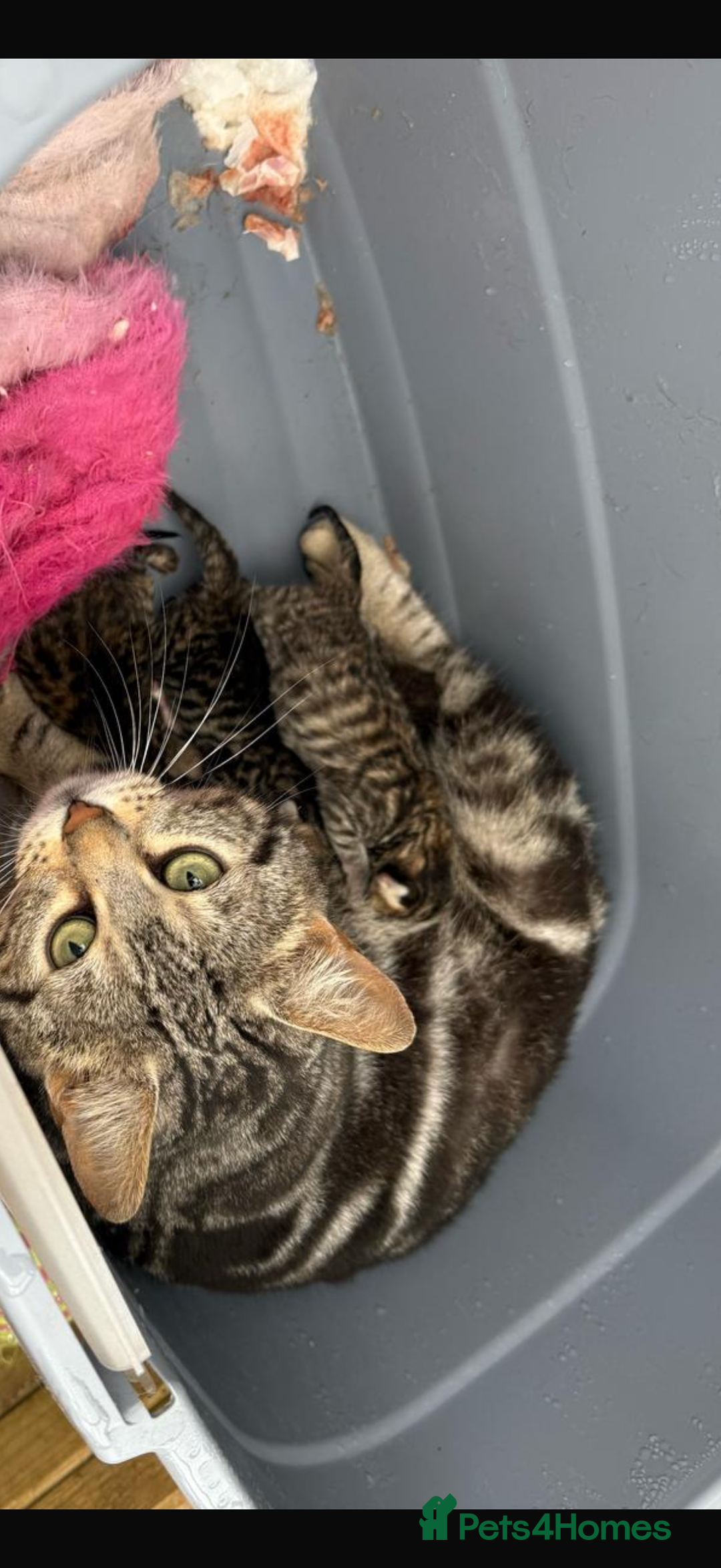 Bengal cats for sale: 3month Bengal x female  - Image 13