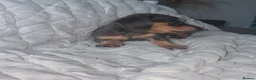 Miniature Dachshund dogs for sale: Mini dachshunds  - Advert 4