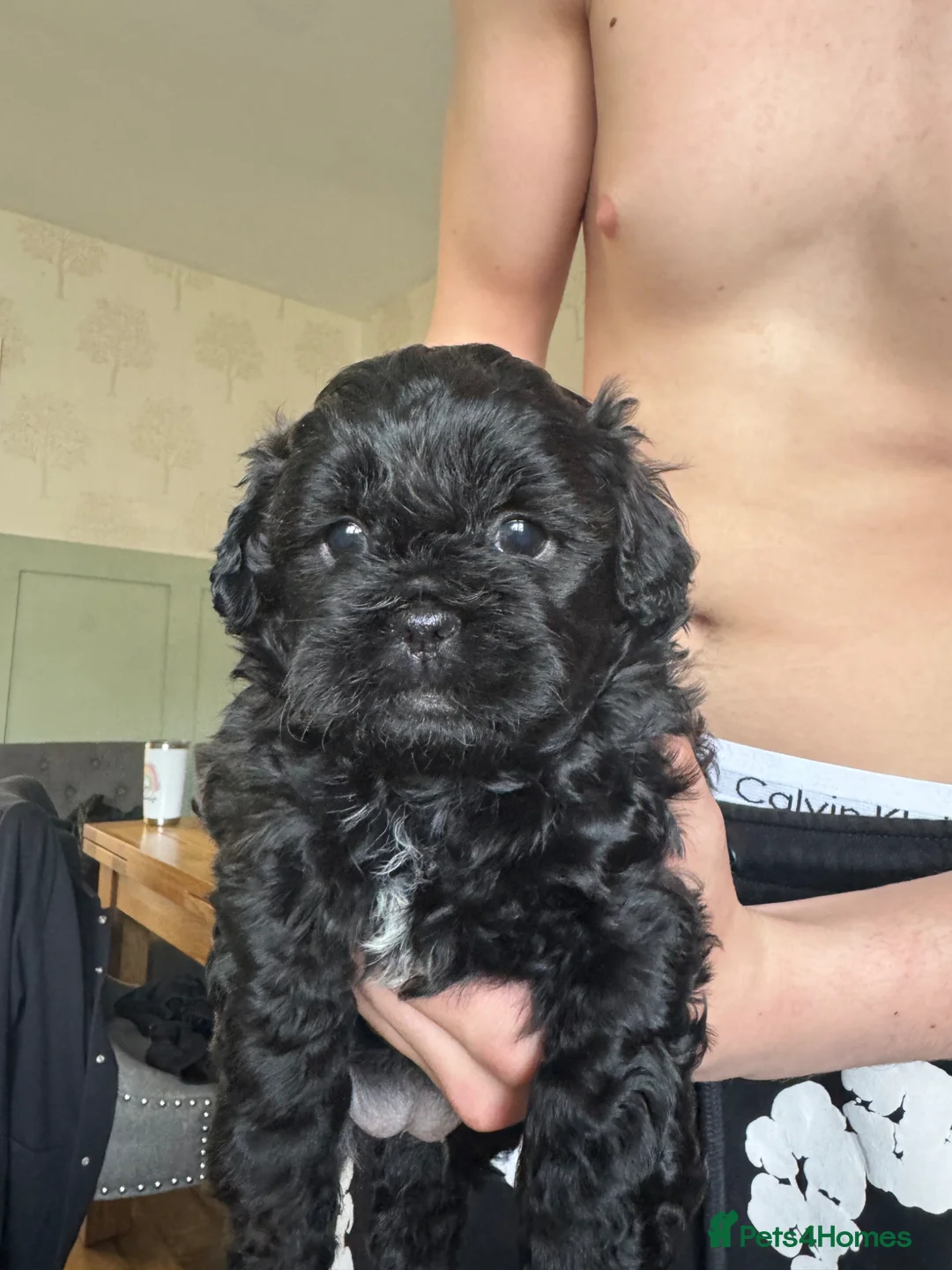 Shihpoo dogs for sale: Shihpoo female - Advert 1