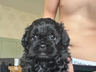 Shihpoo dogs Shihpoo female - Advert 1