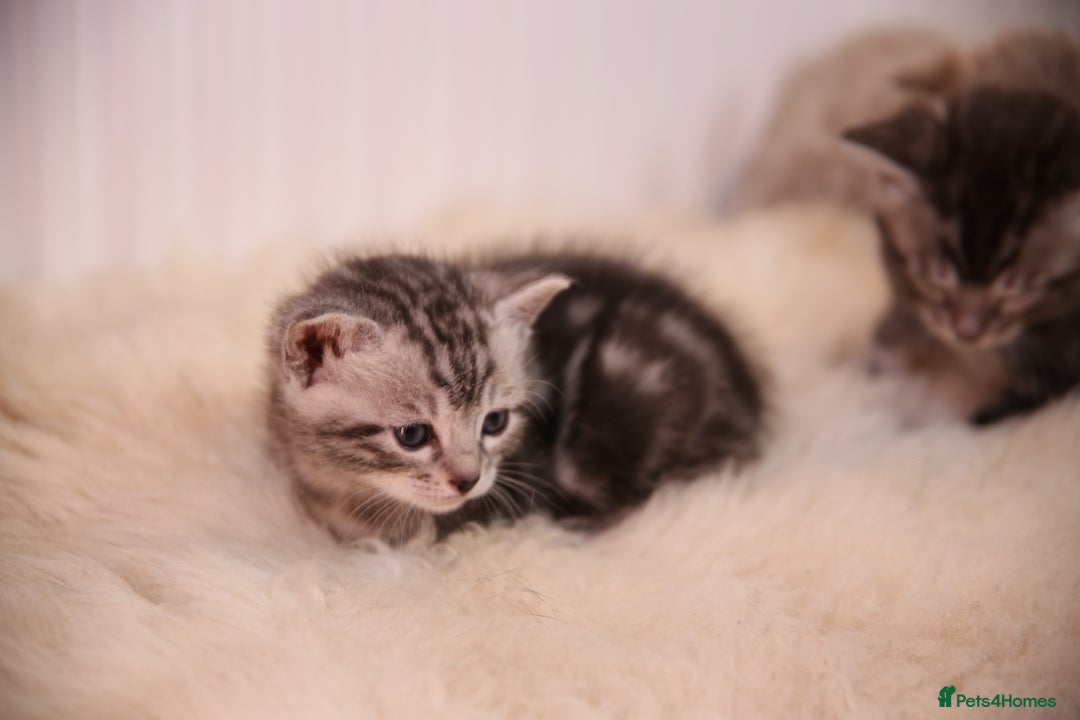 Bengal cats for sale: Adorable Snow / Charcoal Bengal kittens for sale - Advert 13