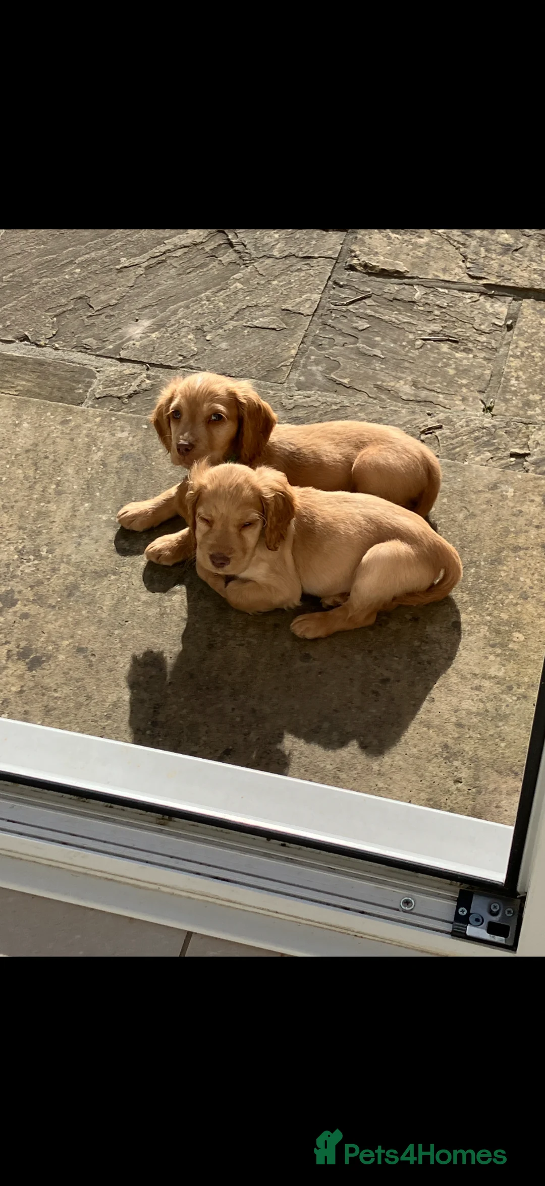 Cocker Spaniel dogs for sale: 1 Gorgeous Lemon Boy Left  in Fordingbridge - Advert 2