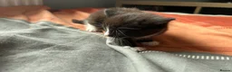 British Shorthair cats for sale: Kittens x4 - Advert 10