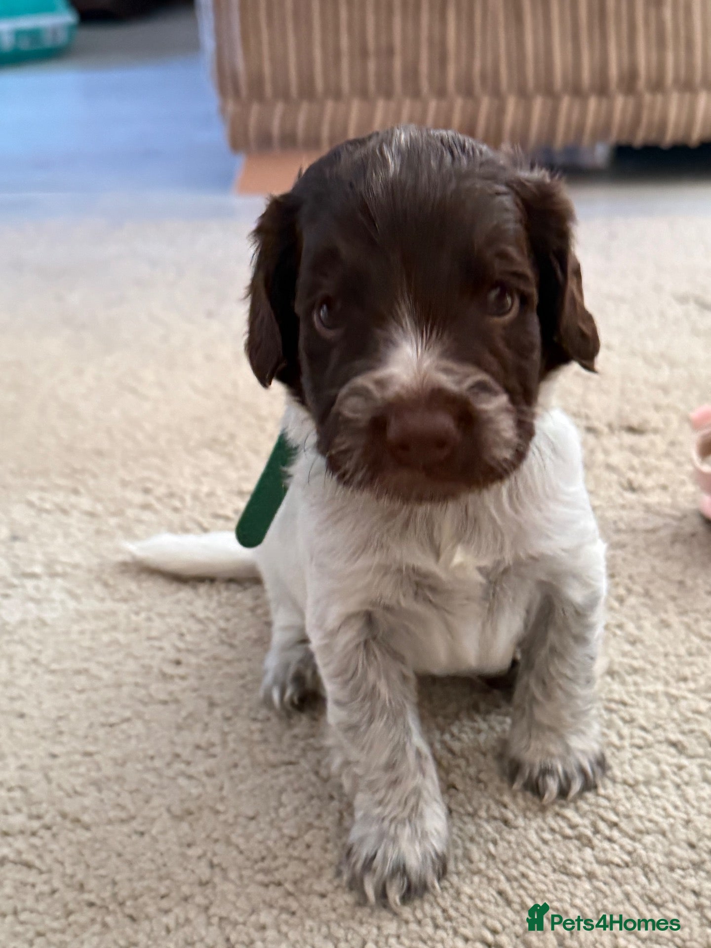 Mixed Breed dogs 1 male puppy left  - Advert 12