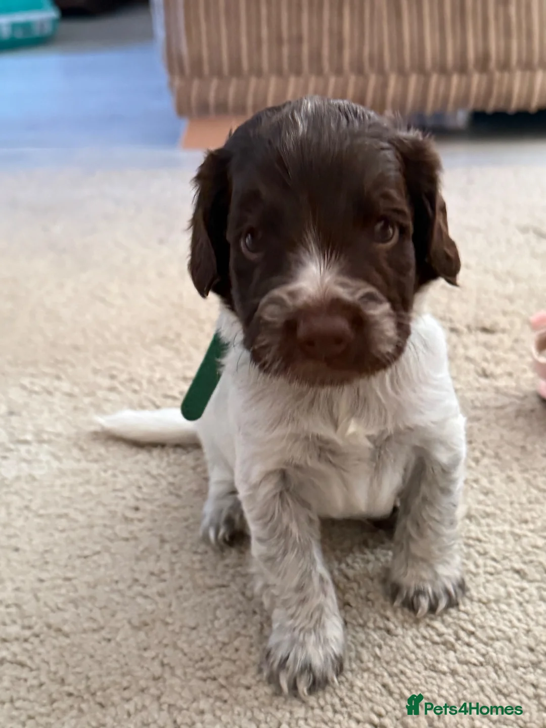 Mixed Breed dogs for sale: 1 male puppy left  in Melksham - Advert 1