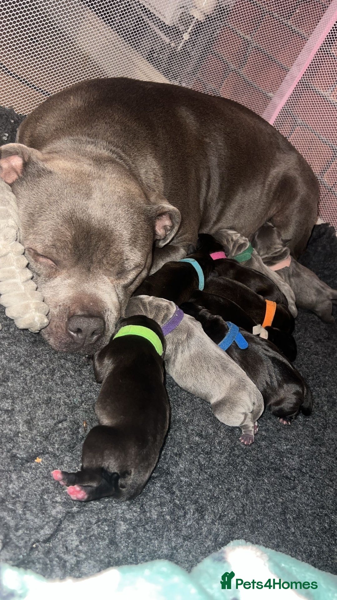 Staffordshire Bull Terrier dogs for stud: BILL - BLACK CHAMPION - BLUE GENE  - Advert 8