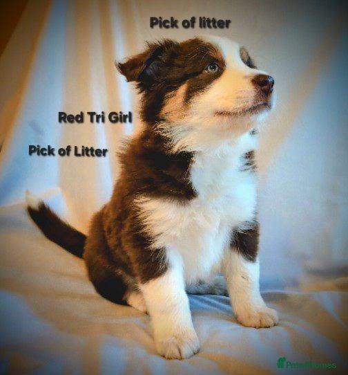 Border Collie dogs Border Collie Puppies Ready Now. - Advert 1