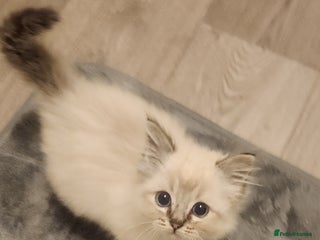 Ragdoll cats Ready now 2 girls 1 boy x - Advert 3