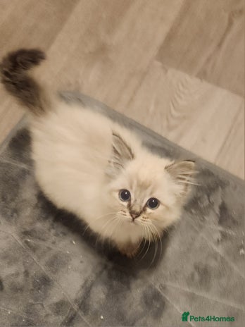 Ragdoll cats Ready now 2 girls 1 boy x - Advert 5