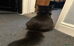 Mixed Breed cats for sale: Ragdoll cross kittens  - Image 4