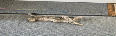 Kitten