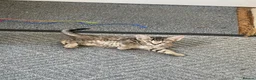 Mixed Breed cats for sale: Savannah cross kittens - Advert 3