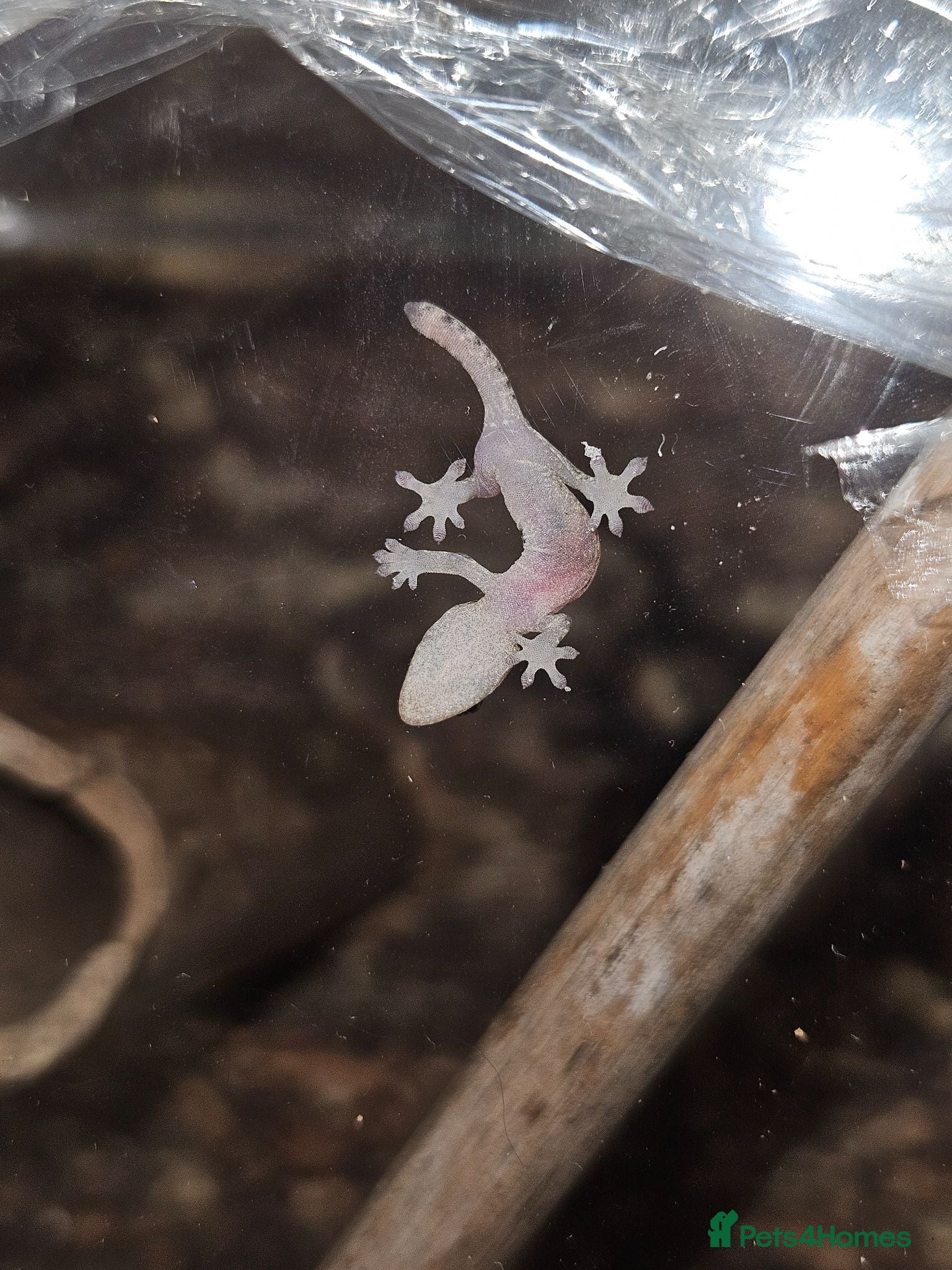 Gecko reptiles Mourning gecko hatchling and tank - Advert 1