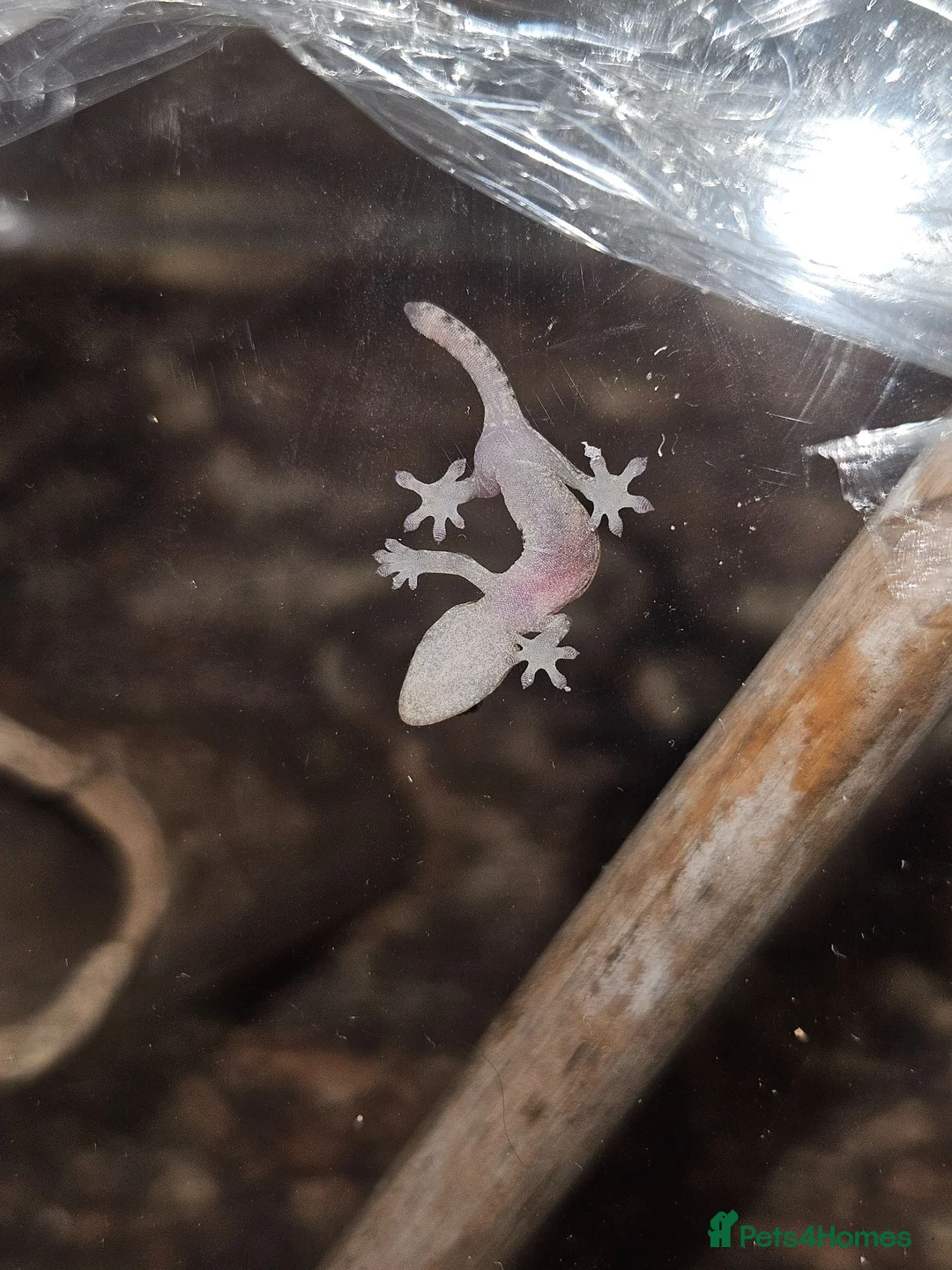 Gecko reptiles for sale: Mourning gecko hatchling and tank in Northampton - Advert 1