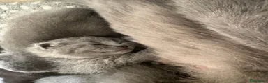 British Shorthair 2