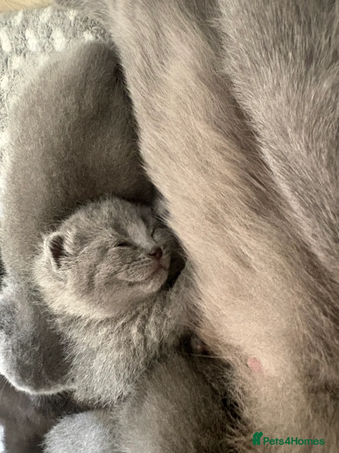 British Shorthair cats for sale: British short hair kittens  - Advert 20