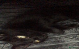British Shorthair cats for sale: Kitten Litter - Image 3