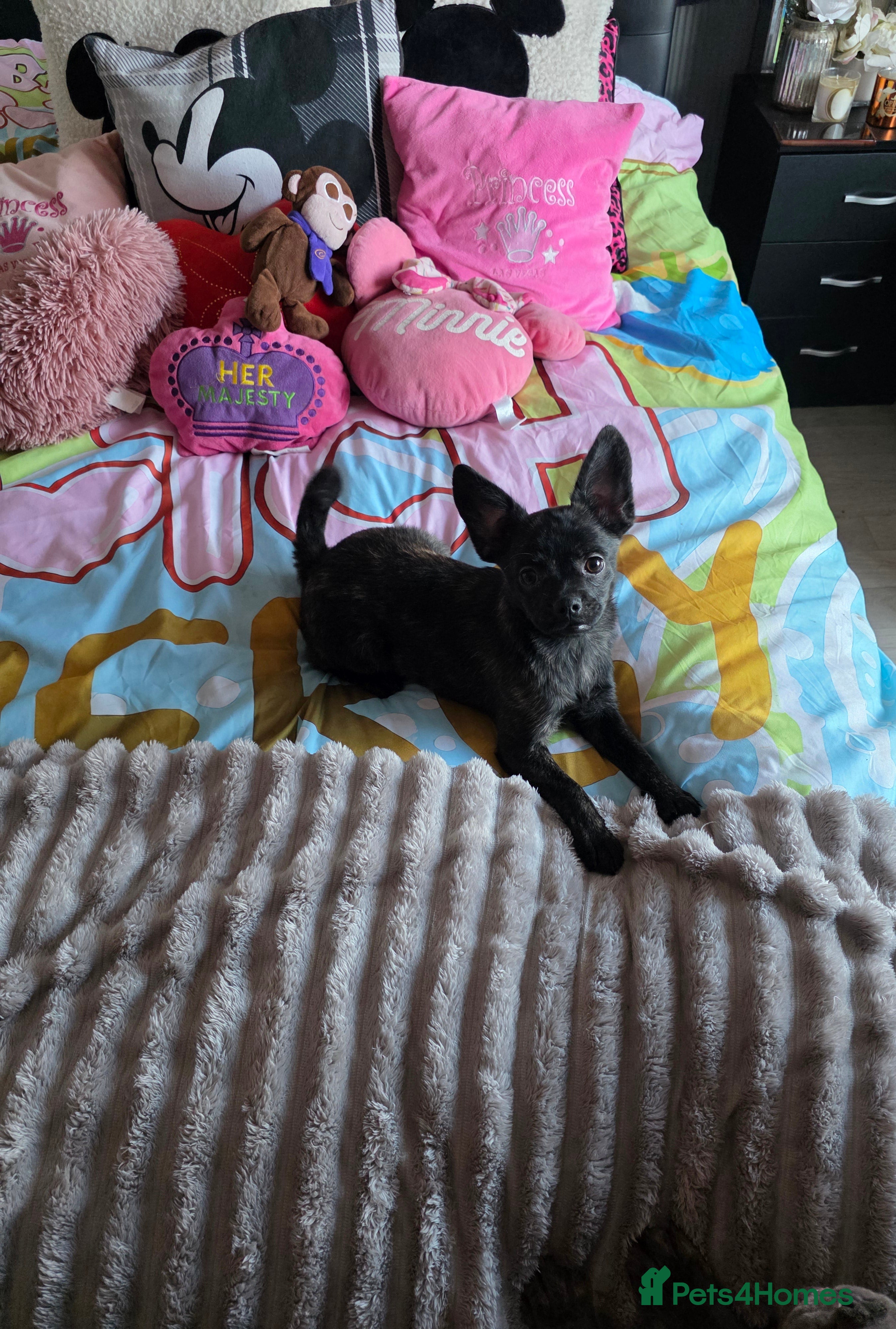 French Bulldog dogs ❤️⭐️ ONE Frenchie Pom GIRL LEFT ❤️⭐️ - Advert 20