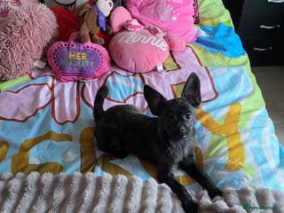 French Bulldog dogs ❤️⭐️ ONE Frenchie Pom GIRL LEFT ❤️⭐️ - Advert 20