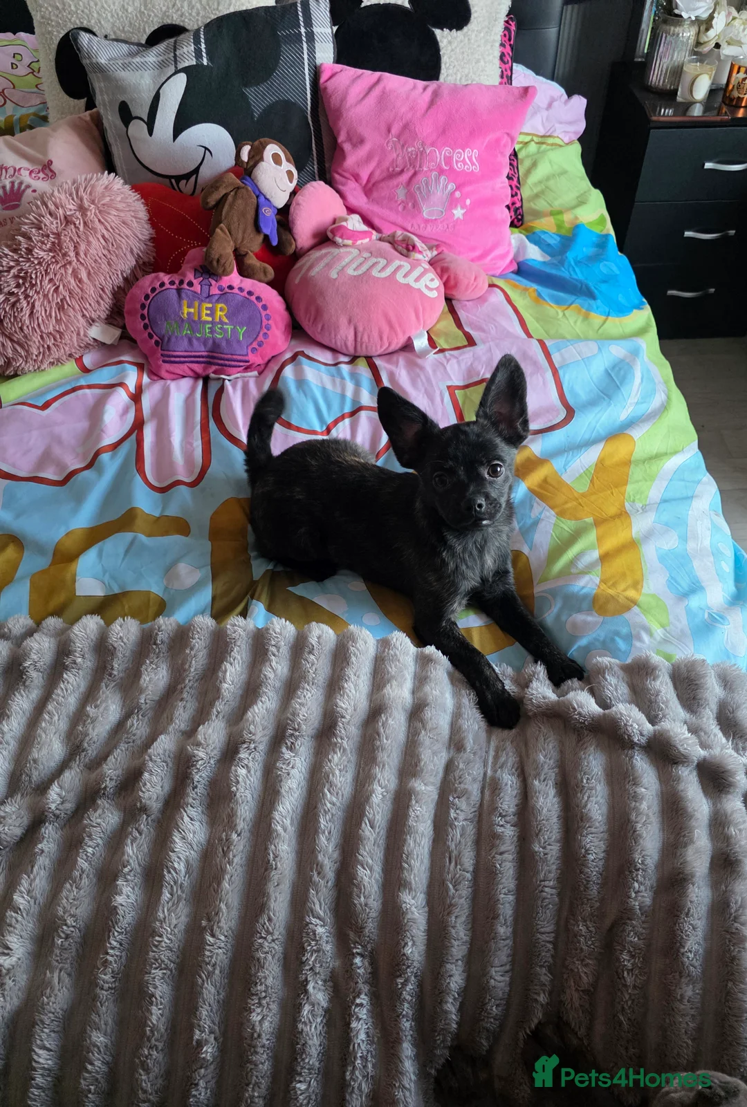 French Bulldog dogs for sale: ❤️⭐️ ONE Frenchie Pom GIRL LEFT ❤️⭐️ - Advert 2