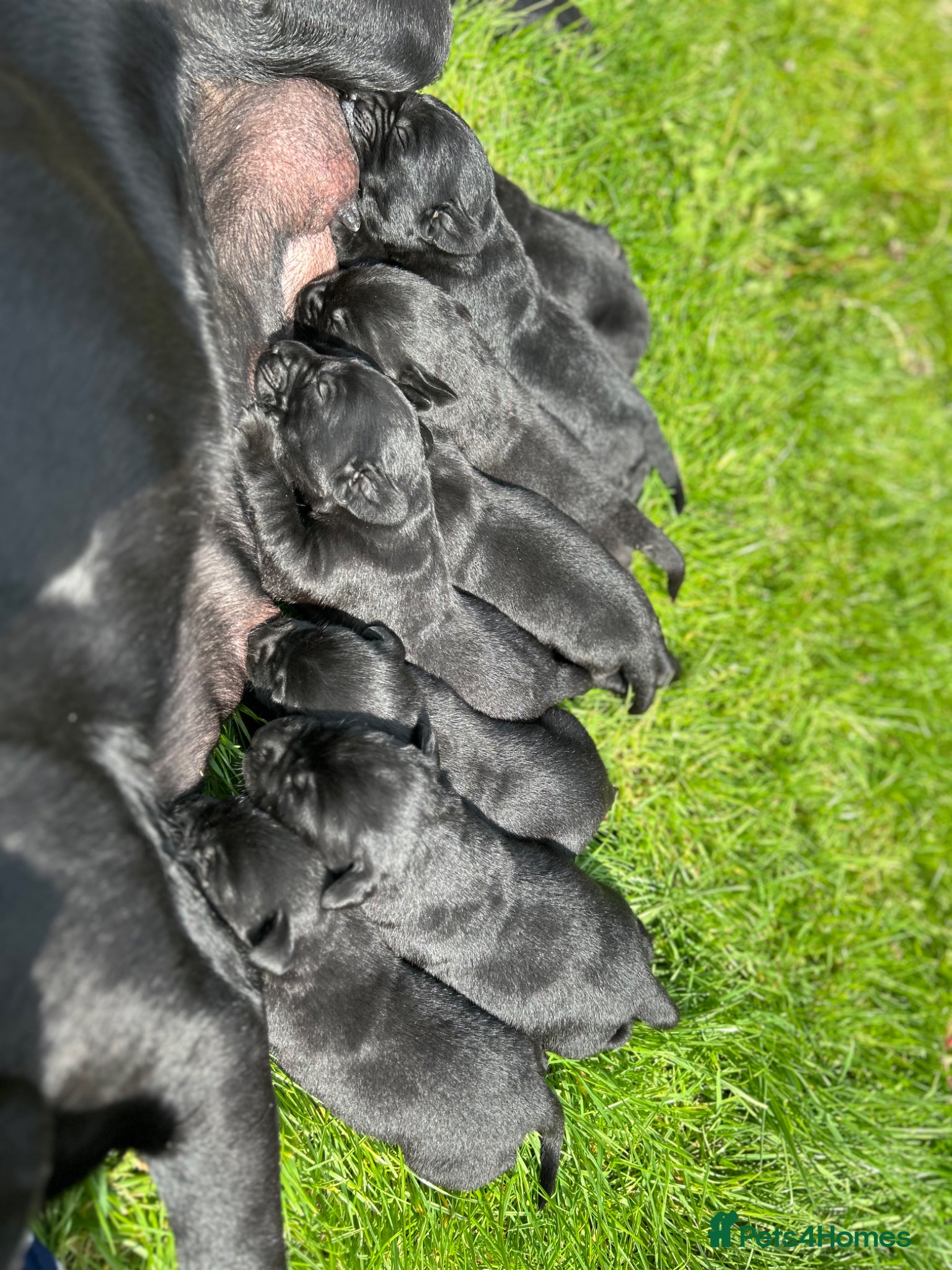 Labrador Retriever dogs for sale: KC registered Black Labrador Pups  - Advert 1