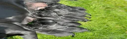 Labrador Retriever dogs for sale: KC registered Black Labrador Pups  - Advert 3