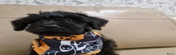 Schnoodle dogs for sale: schnoodle  - Advert 6