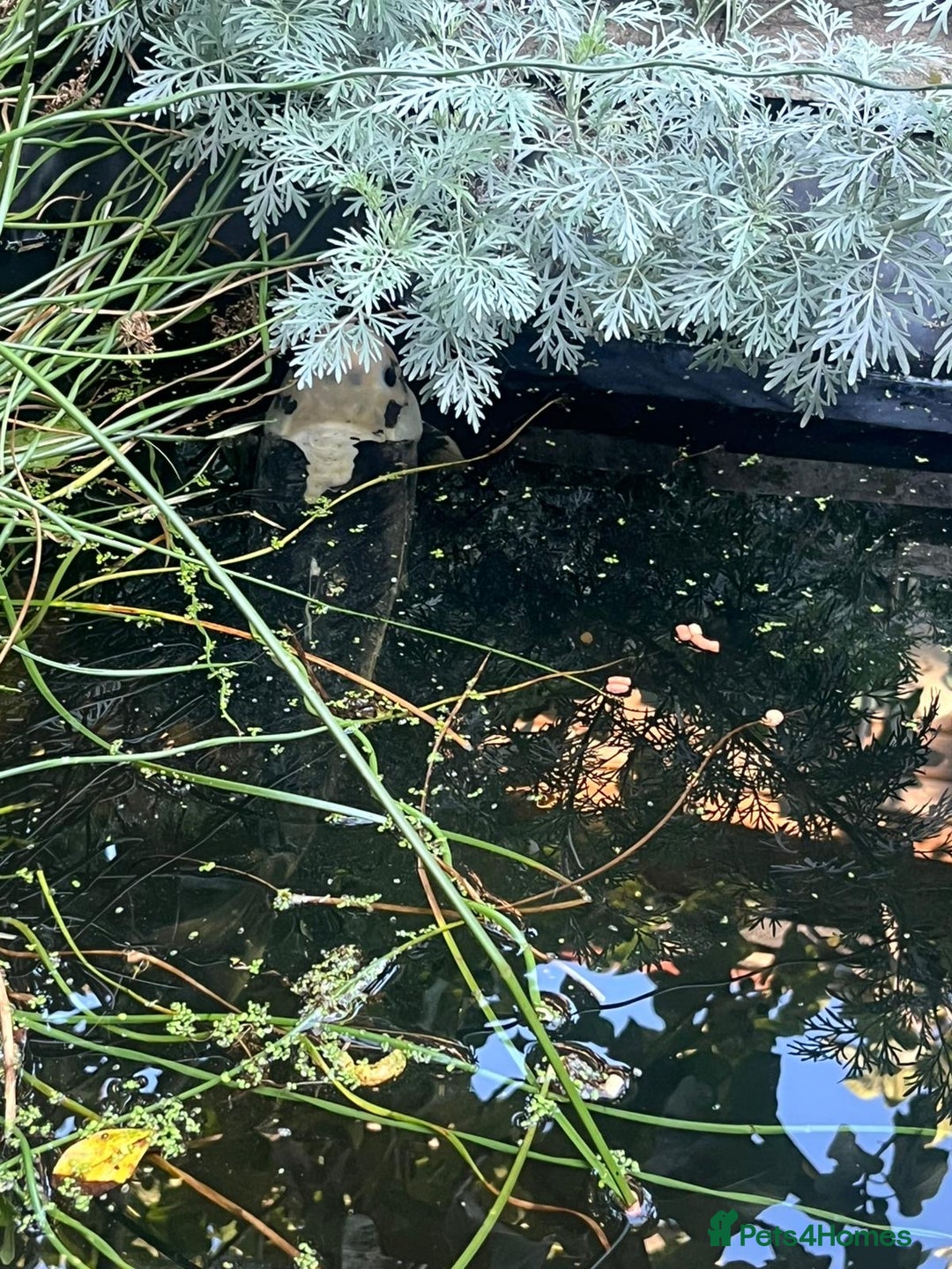 Koi Carp fish for sale: 3 Koi fish for sale - Image 5