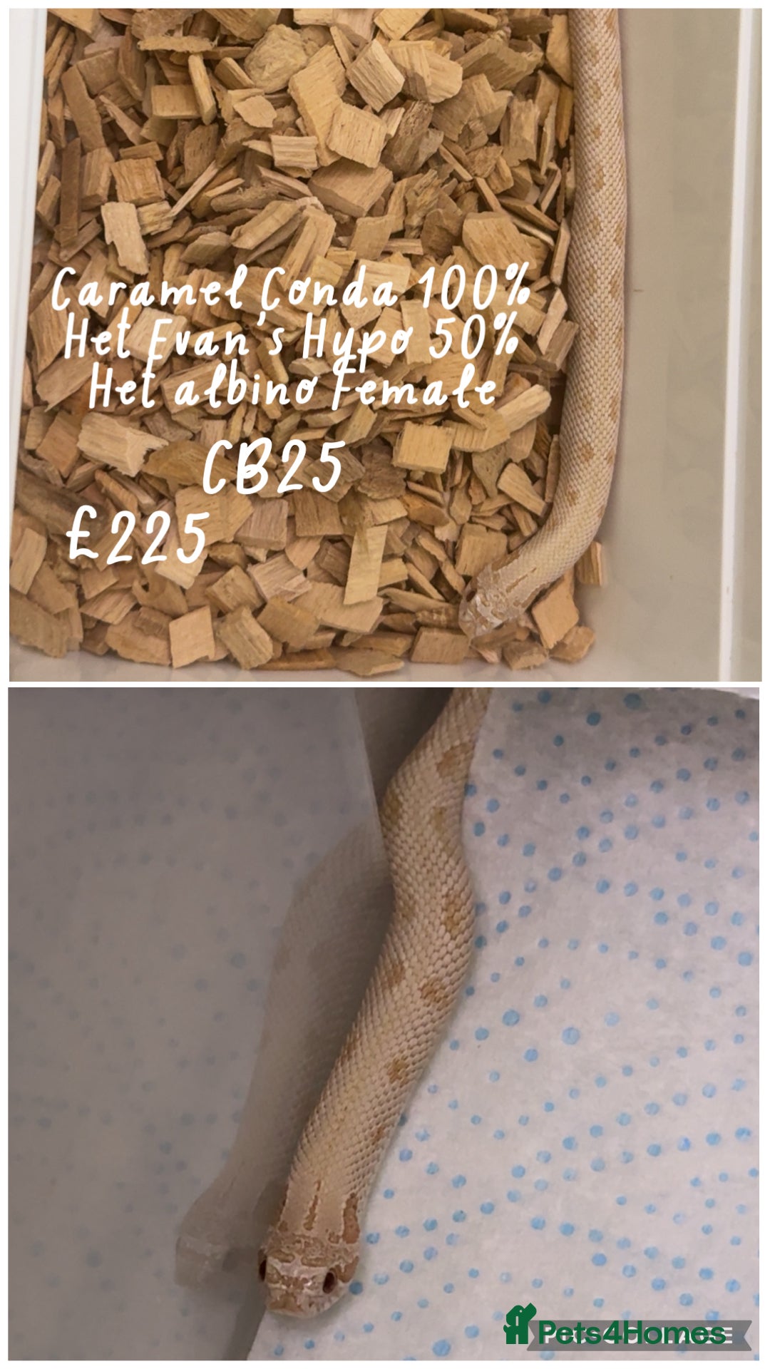 Snake reptiles for sale: Baby snakes for sale!! - Advert 2