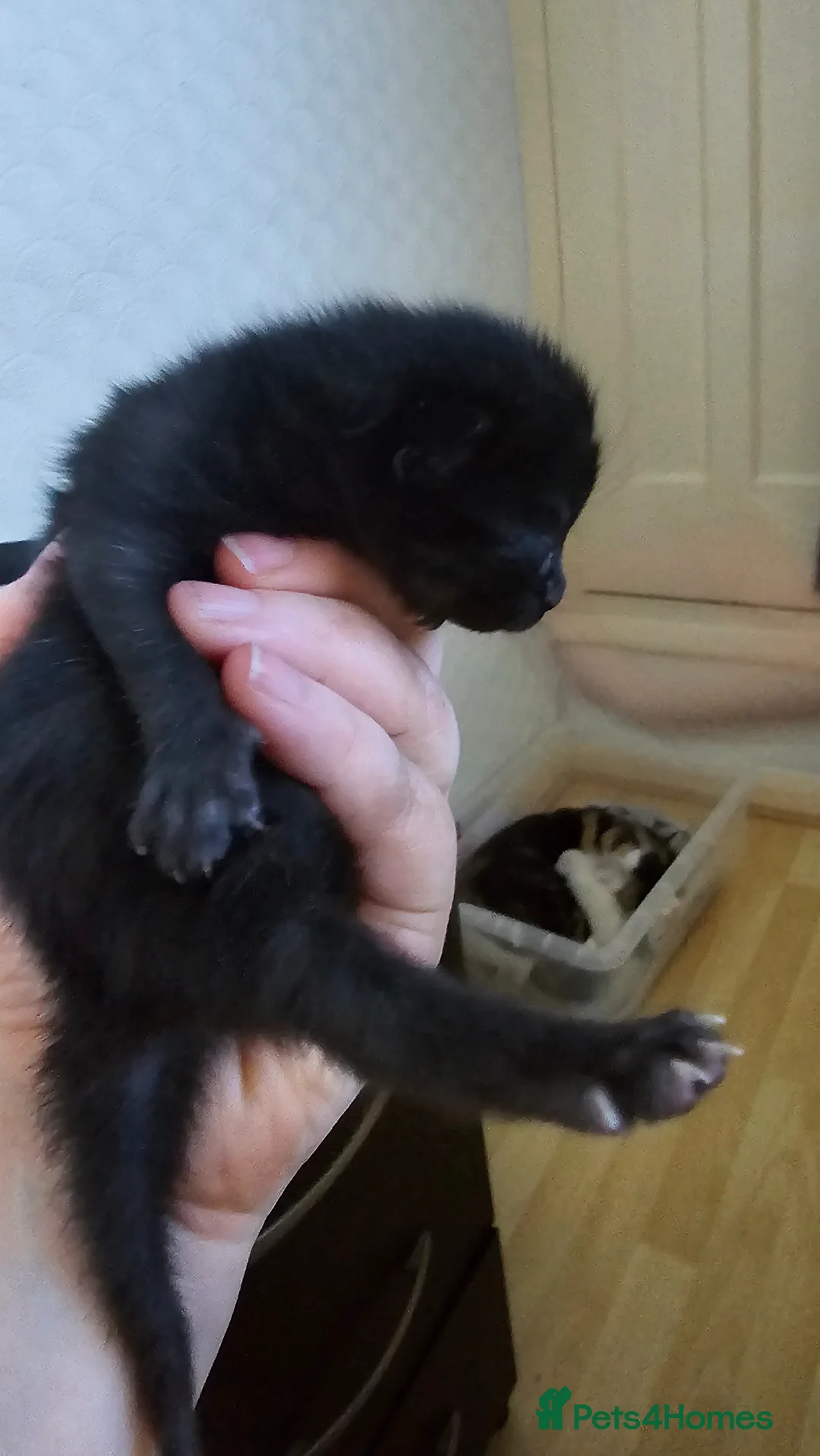 Mixed Breed cats for sale: 3 playful kittens - Advert 2