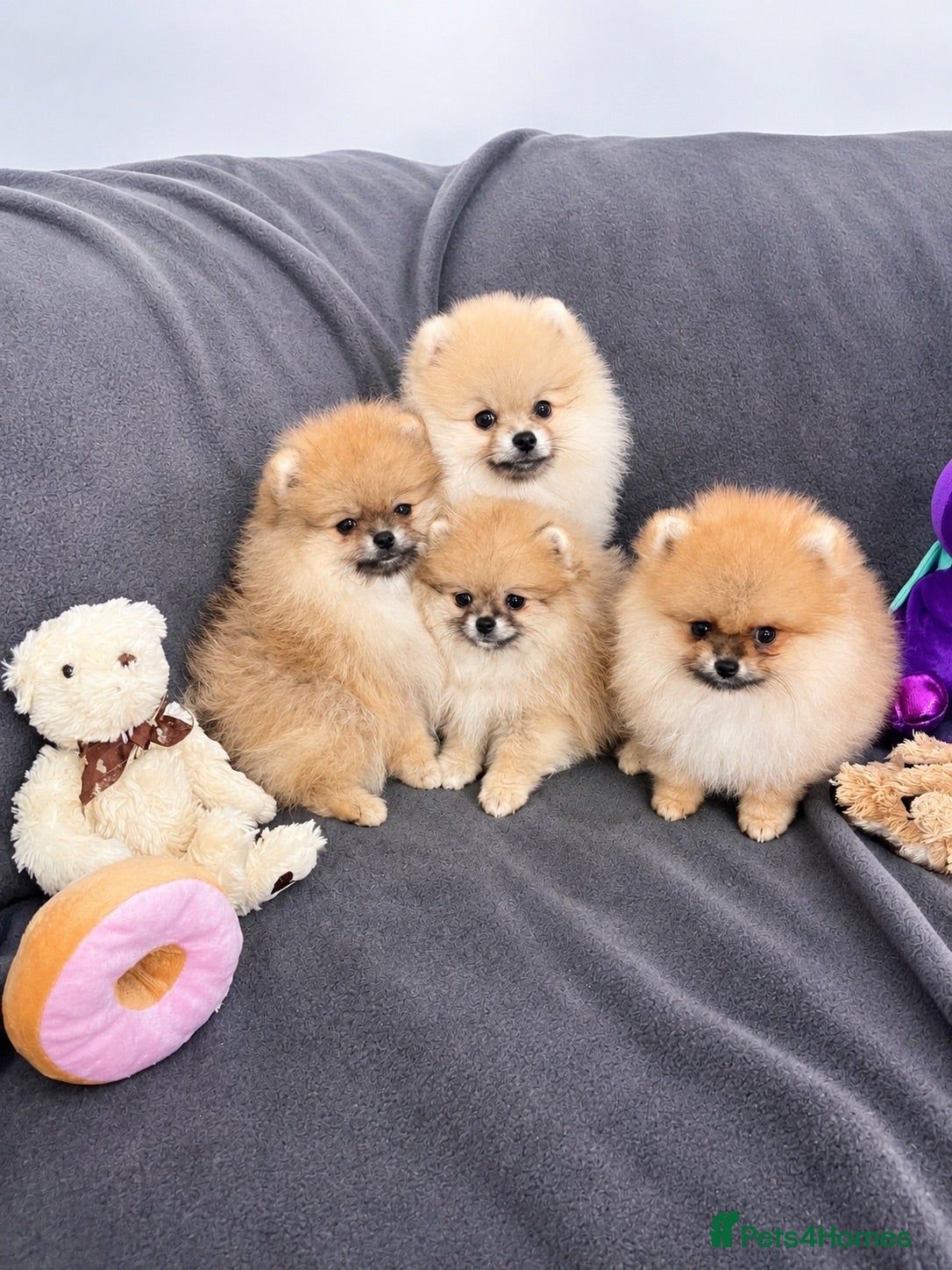 Pomeranian dogs 🔥Teddy🐻Small🏆Quality  - Advert 2