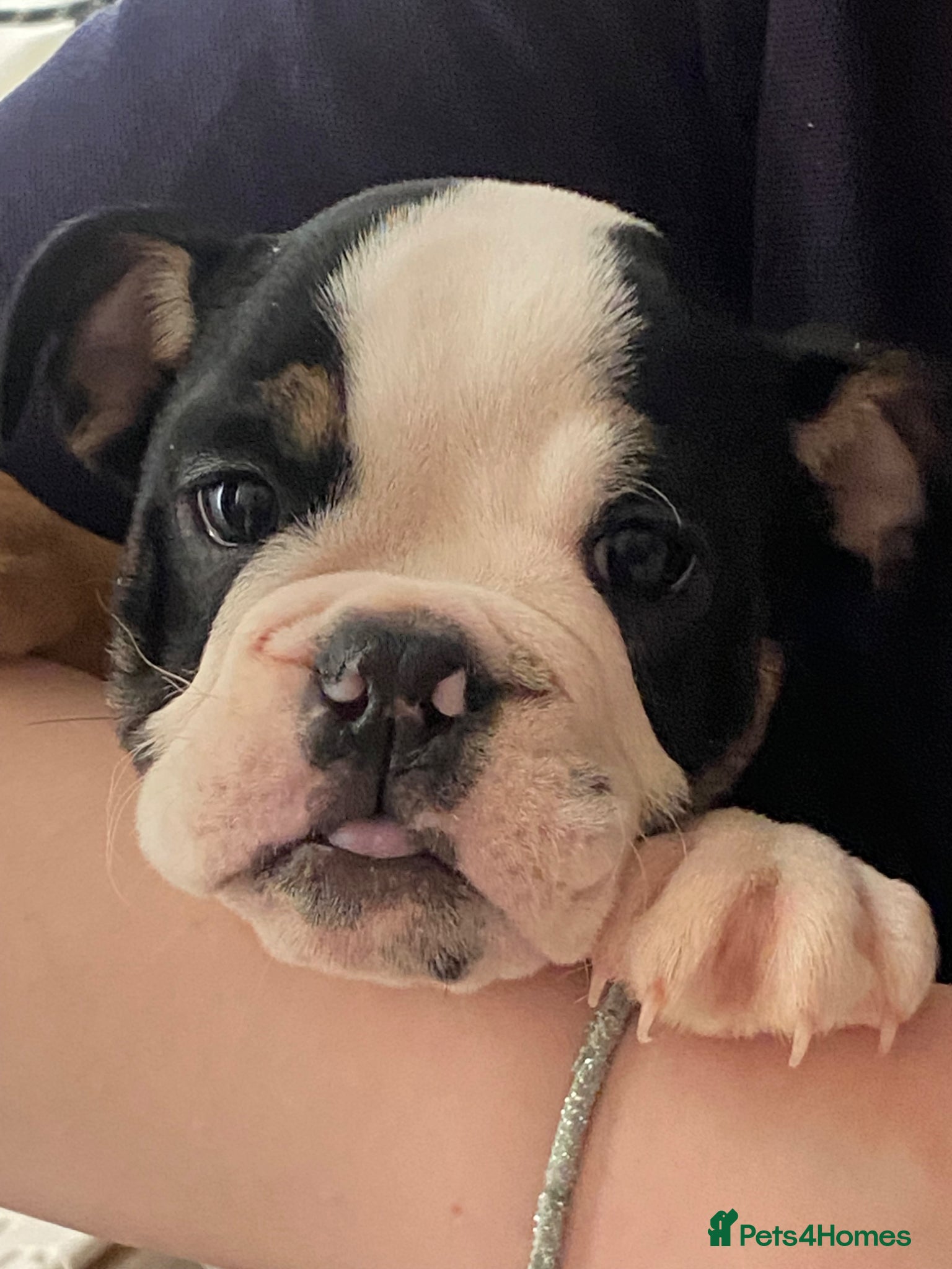 English Bulldog dogs for sale: KC reg Pedigree English bulldogs  - Advert 1