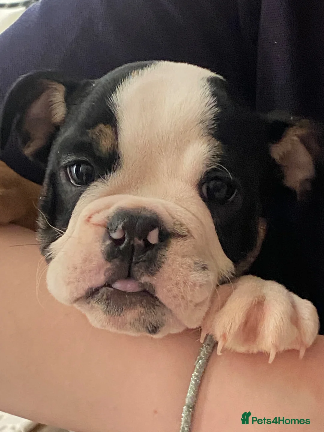 English Bulldog dogs for sale: KC reg Pedigree English bulldogs  - Advert 1