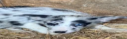 Border Collie dogs for sale:  4 beautiful border collie pups  - Advert 15