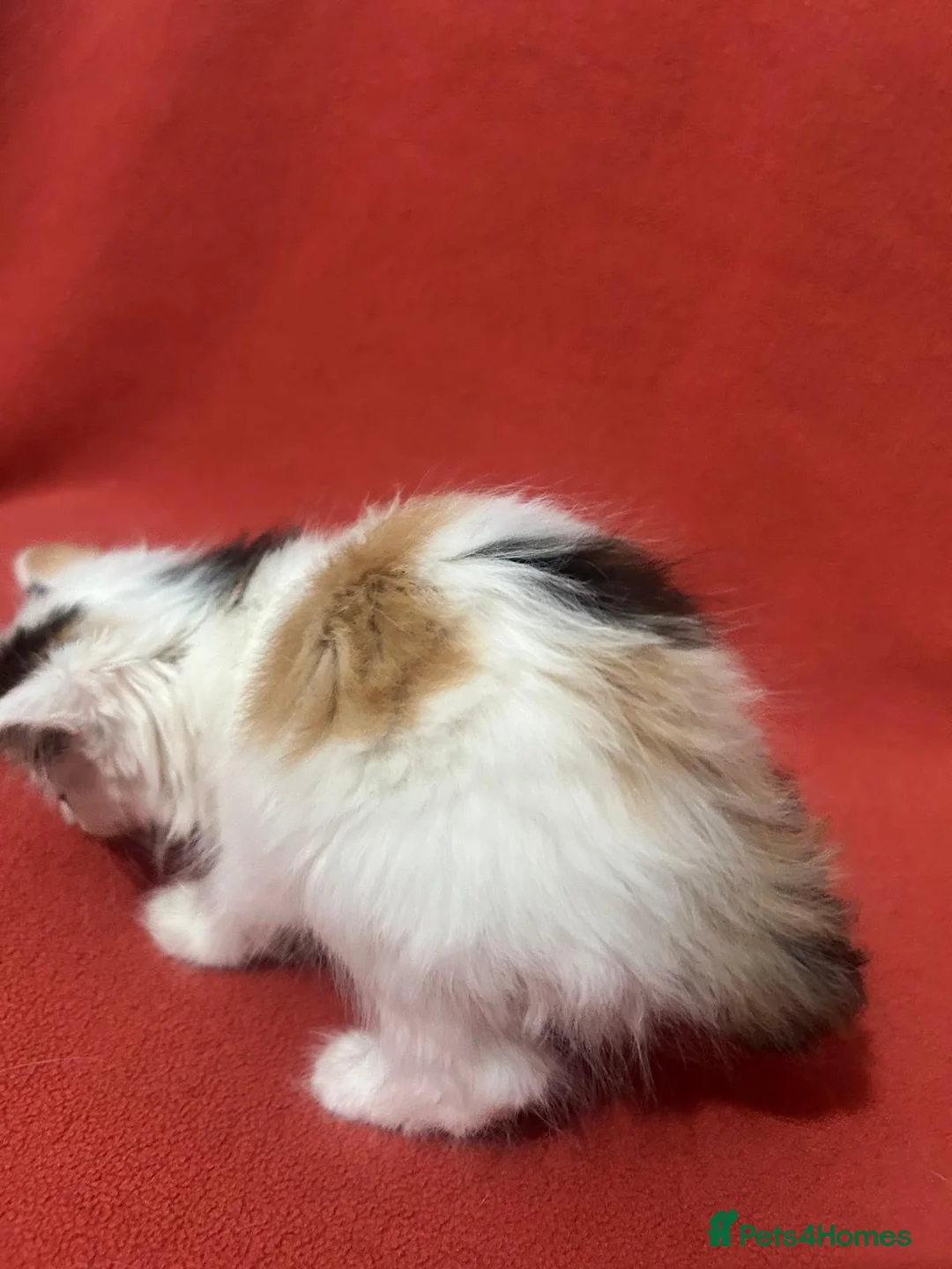 RagaMuffin cats for sale: Kittens for sale  - Advert 7