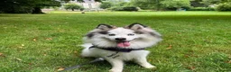 Mixed Breed dogs for stud: Handsome & Proven F3 Pomsky for Stud - Moon  - Advert 13