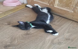 European cats for sale: 1 kitten  - Image 4