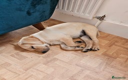Labrador Retriever dogs for sale: Labrador pup  - Image 7