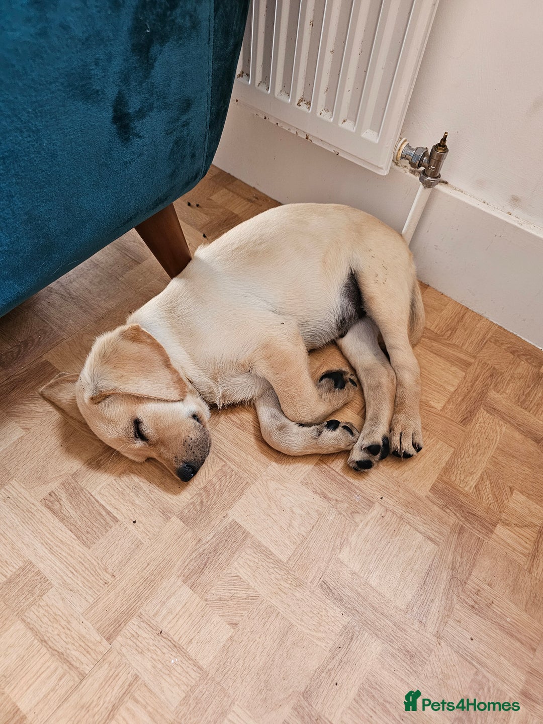 Labrador Retriever dogs for sale: Labrador pup  - Image 7