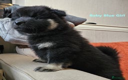 Eurasier dogs for sale: Eurasier Puppies KC Registered in Northampton - Image 36
